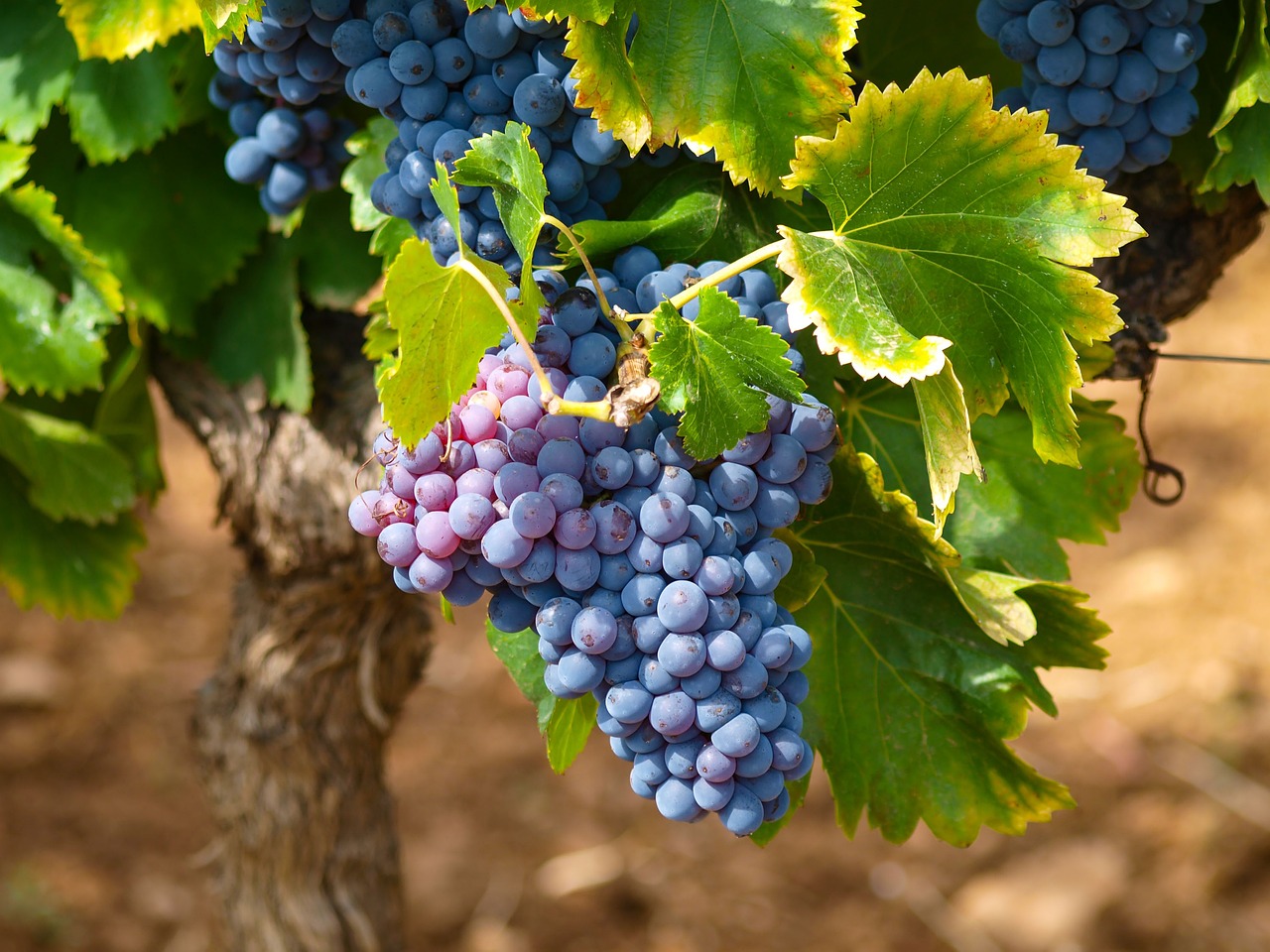 vines, vineyards, fall-1747224.jpg